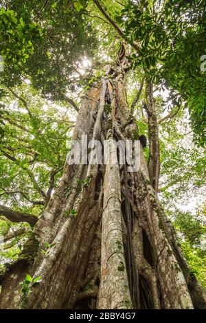 Großer Strangler Feigenbaum (Ficus costaricana) im Curi Cancha Wildlife Refuge in Monteverde, Costa Rica. Stockfoto