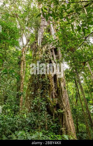 Großer Strangler Feigenbaum (Ficus costaricana) im Curi Cancha Wildlife Refuge in Monteverde, Costa Rica. Stockfoto