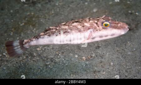 Neugierige Bandtailpuffer (Sphoeroides spengleri) beim Fotografieren, Riviera Beach, Florida, Vereinigte Staaten, Nordamerika, Atlantik, Farbe Stockfoto