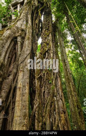 Großer Strangler Feigenbaum (Ficus costaricana) im Curi Cancha Wildlife Refuge in Monteverde, Costa Rica. Stockfoto