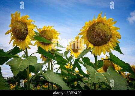 Sonnenblumenfeld in der Nähe von Melbourne Stockfoto