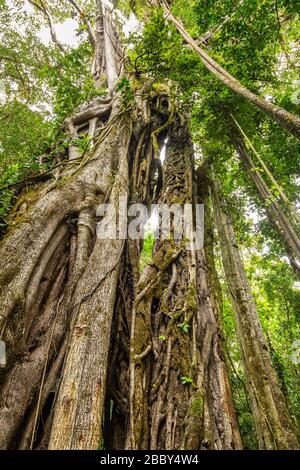 Großer Strangler Feigenbaum (Ficus costaricana) im Curi Cancha Wildlife Refuge in Monteverde, Costa Rica. Stockfoto