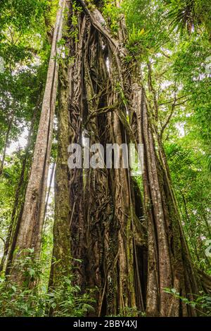 Großer Strangler Feigenbaum (Ficus costaricana) im Curi Cancha Wildlife Refuge in Monteverde, Costa Rica. Stockfoto