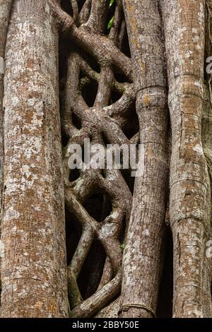 Strangler Feigenbaum (Ficus costaricana) im Curi Cancha Wildlife Refuge in Monteverde, Costa Rica. Stockfoto