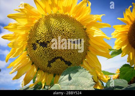 Traurige Sonnenblume Stockfoto