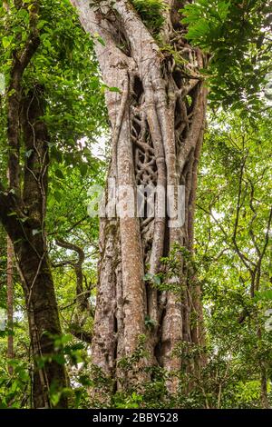 Großer Strangler Feigenbaum (Ficus costaricana) im Curi Cancha Wildlife Refuge in Monteverde, Costa Rica. Stockfoto