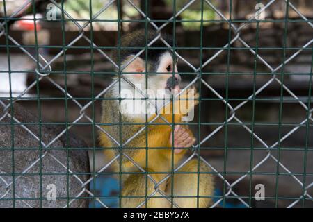 Mittelamerikanischer Gleithörnchenaffe (Saimir oerstedii) in einem Käfig im Westen Panamas Stockfoto