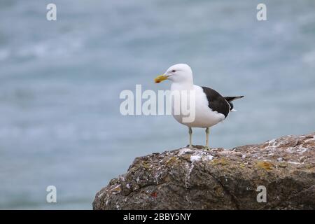 Kelp Gull (Larus dominicanus) steht auf einer Klippe am Taiaroa Head, Otago Peninsula, Neuseeland. Stockfoto