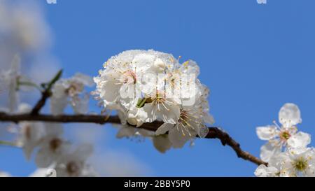 Nahaufnahme schneebedeckter Blüte mit weißen Kronblättern. Aussehen wie Kirsche oder Sakura. Schnee im Frühling. Blauer Himmel Hintergrund. Stockfoto