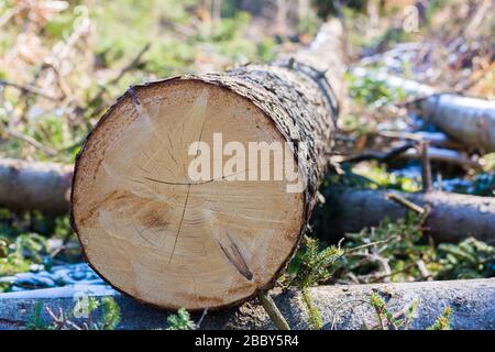 Entlang eines ausgeschnittenen Baumstamms anzeigen. Mit leichten Rissen in Richtung der geschnittenen Holzbaumsektion. Symbol für das Schneiden von Holz, Holzeinschlag usw. Stockfoto