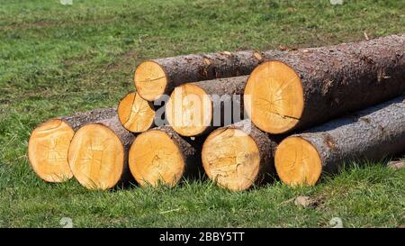 Haufen von Baumstämmen auf einer Wiese. Heap von Baumstämmen. Schnitt reinigen. Symbol für Holzfällerei, Holzschnitt, Forstarbeit. Panoramaformat. Stockfoto