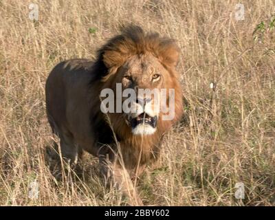 Männlicher Löwe nähert sich der Kamera bei masai mara Stockfoto