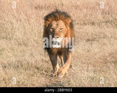 Ein männlicher Löwe, der sich bei masai mara nähert Stockfoto