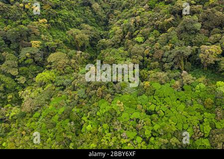 Luftaufnahme des Monteverde Cloud Forest Biological Reserve, Puntarenas Province, Costa Rica. Stockfoto