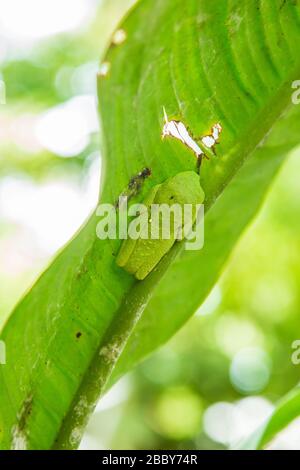 Rotäugiger Baumfrosch (Agalychnis callidryas) in Tarnmodus, Puerto Viejo de Talamanca, Costa Rica. Stockfoto
