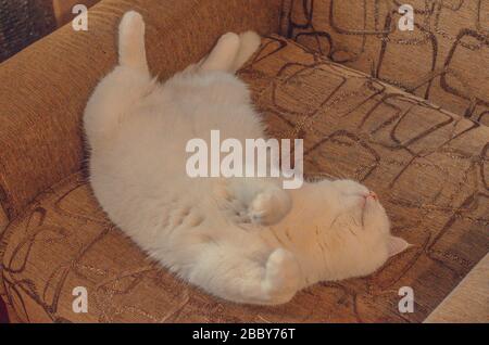 Weiße Katze schläft auf dem Rücken auf dem Stuhl Stockfoto