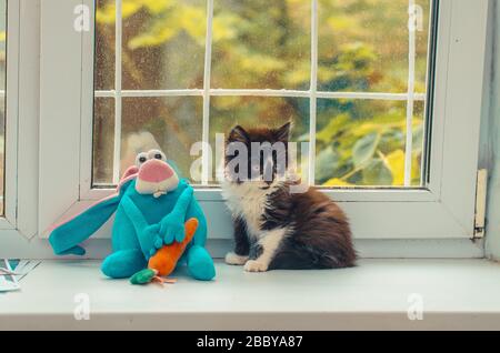 Kleine schwarze und weiße Katze, die in der Nähe eines Teddyhaare sitzt Stockfoto