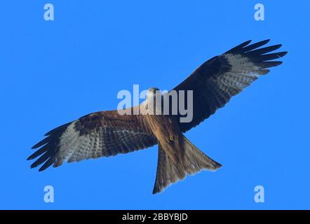 Sieversdorf, Deutschland. April 2020. Ein roter Kite (Milvus milvus) kreist am blauen Himmel. Mit einer Länge von etwa 65 Zentimetern und einer Flügelspannweite von bis zu 180 Zentimetern ist der rote Drachen etwas größer als ein Buzard. Sein besonderes Merkmal ist sein langer, gegabelter, rötlicher Schwanz. Der Greifvogel wird im Volksmund auch Rotkite genannt. In Deutschland brütet mehr als die Hälfte der weltweiten Population von Rotkiten. Credit: Patrick Pleul / dpa-Zentralbild / ZB / dpa / Alamy Live News Stockfoto