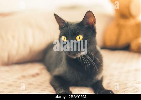 Süße schwarze Katze liegt auf einem Bett Stockfoto