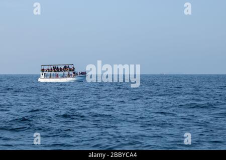 Wal- und Delfinbeobachtung auf dem Schiff in tiefblauem Ozean als Unterhaltung und touristische Aktivität Stockfoto