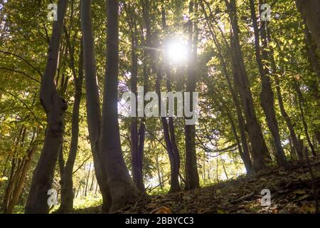 Sonnenschein bricht durch Bäume in einem Wald in Italien Stockfoto