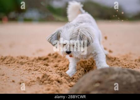 Ein kleiner süßer weißer Schoßhund, der am Strand spielt, diggins Sand. Stockfoto
