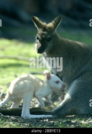 Ein neu geborener Albino Wallaby knallt an einem sonnigen Frühlingnachmittag in den Leonardslee Gardens bei Horsham, West Sussex, aus dem Beutel seiner Mutter. Foto von James Boardman. Stockfoto