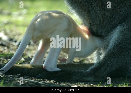 Ein neu geborener Albino Wallaby knallt an einem sonnigen Frühlingnachmittag in den Leonardslee Gardens bei Horsham, West Sussex, aus dem Beutel seiner Mutter. Foto von James Boardman. Stockfoto