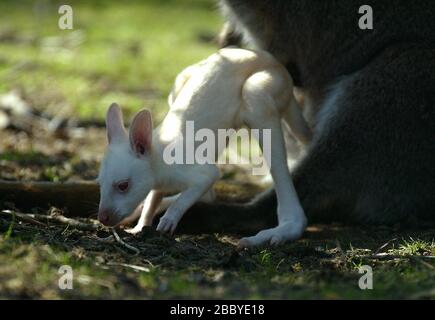 Ein neu geborener Albino Wallaby knallt an einem sonnigen Frühlingnachmittag in den Leonardslee Gardens bei Horsham, West Sussex, aus dem Beutel seiner Mutter. Foto von James Boardman. Stockfoto