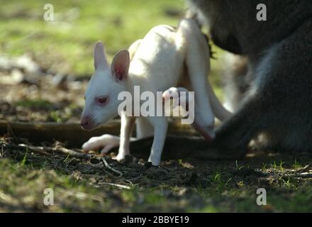 Ein neu geborener Albino Wallaby knallt an einem sonnigen Frühlingnachmittag in den Leonardslee Gardens bei Horsham, West Sussex, aus dem Beutel seiner Mutter. Foto von James Boardman. Stockfoto