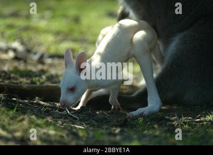 Ein neu geborener Albino Wallaby knallt an einem sonnigen Frühlingnachmittag in den Leonardslee Gardens bei Horsham, West Sussex, aus dem Beutel seiner Mutter. Foto von James Boardman. Stockfoto