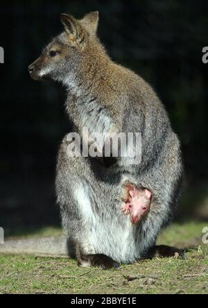 Ein neu geborener Albino Wallaby knallt an einem sonnigen Frühlingnachmittag in den Leonardslee Gardens bei Horsham, West Sussex, aus dem Beutel seiner Mutter. Foto von James Boardman. Stockfoto