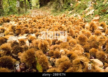 Kastanien in ihren Schoten sind auf dem Boden eines Waldes im Norden Italiens zu sehen Stockfoto
