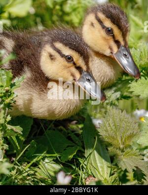 Süße Baby-Enten Stockfoto