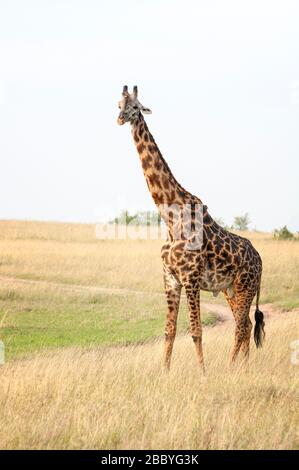 Masai Giraffe, Giraffa camelopardalis, im Masai Mara National Reserve. Kenia. Afrika. Stockfoto