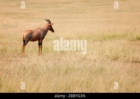 Topi, Damaliscus lunatus, in Masai Mara National Reserve. Kenia. Afrika. Stockfoto