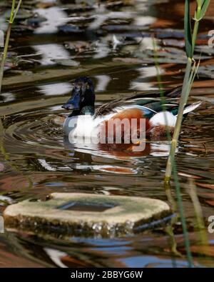 Nördliche Shoveler weitverbreitete Ente Stockfoto