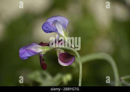 Schöne Nahaufnahme einer violetten Erbsenblüte. Stockfoto
