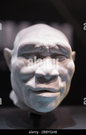 Rekonstruktion des Kopfes des Homo Erectus Adult man. Stockfoto