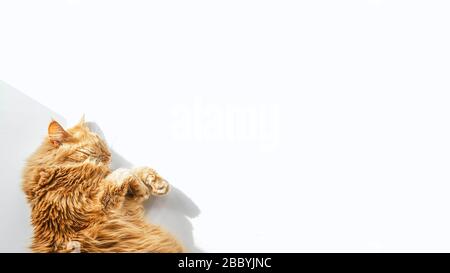 Süße rote Katze mit liegen auf weißem Tisch. Banner-Hintergrund mit Kopierbereich. Schlafendes Haustier. Stock-Foto. Stockfoto