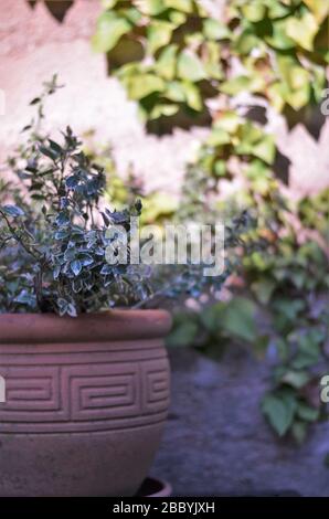 Lehmblütentopf in einem Garten Stockfoto