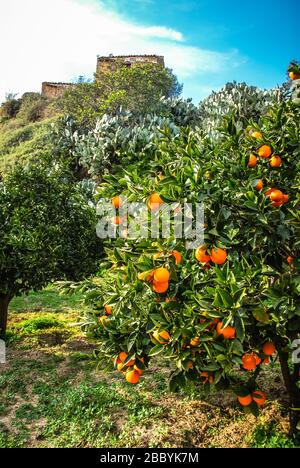 Orangenbaum auf einem Bauernhof in Sizilien, Italien Stockfoto