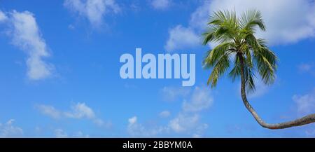 Eine tropische Palme und blauer Himmel mit weißen Wolken im Hintergrund, natürliche Szene, Französisch-Polynesien, Ozeanien Stockfoto