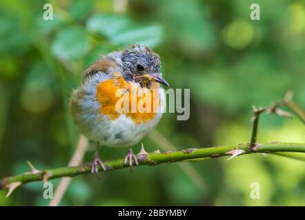 European Robin (Erithacus rubecula) in Molt, thront im Sommer auf einer Perücke in West Sussex, England, Großbritannien. Robin schimmelt, verliert Federn. Stockfoto