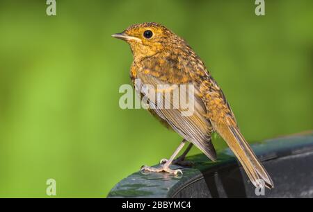 Juvenile Robin (Erithacus rubecula) thront im Sommer auf einer Perücke in West Sussex, England, Großbritannien. Stockfoto