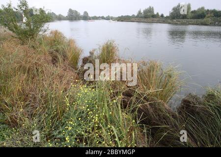 Allgemeiner Blick auf den See. Fairlop Waters Country Park, Fairlop Stockfoto