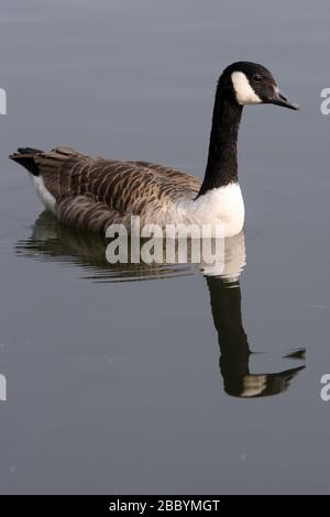 Canada Goose am See. Fairlop Waters Country Park, Fairlop Stockfoto