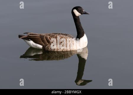 Canada Goose am See. Fairlop Waters Country Park, Fairlop Stockfoto