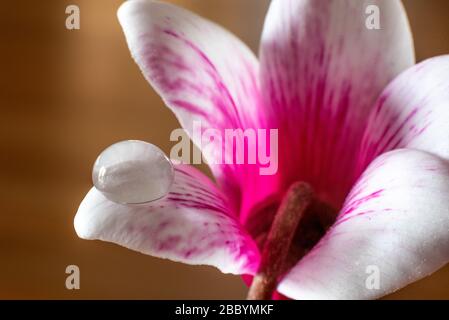Makroaufnahme des Wassertropfens auf dem Blumenblatt mit verschwommenem Hintergrund Stockfoto