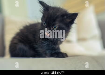 Schwarze Kätzchen sitzen auf einem Sofa und lecken sich die Lippen Stockfoto